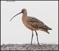_9SB9903 long-billed curlew